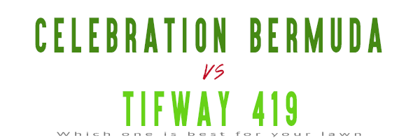 celebration bermuda grass vs tifway 419