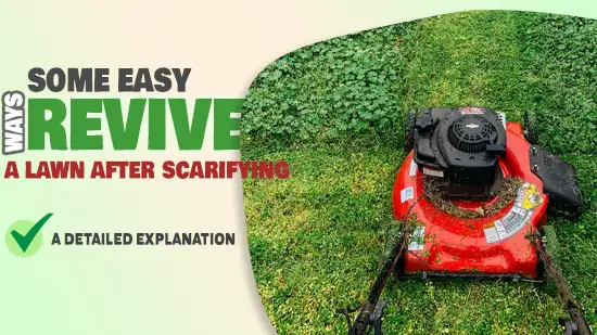 how to revive a lawn after scarifying