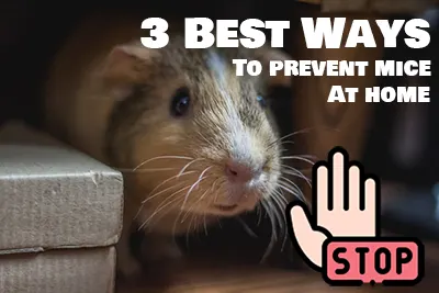 3 effective ways to prevent mice at home