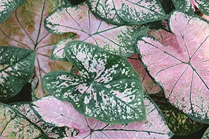 Caladium plant