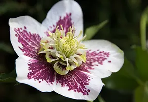 Hellebore