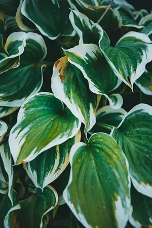 Hosta plant