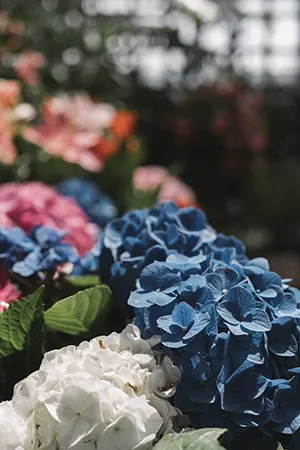 Hydrangeas plants 