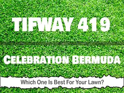 Tifway 419 vs Celebration Bermuda